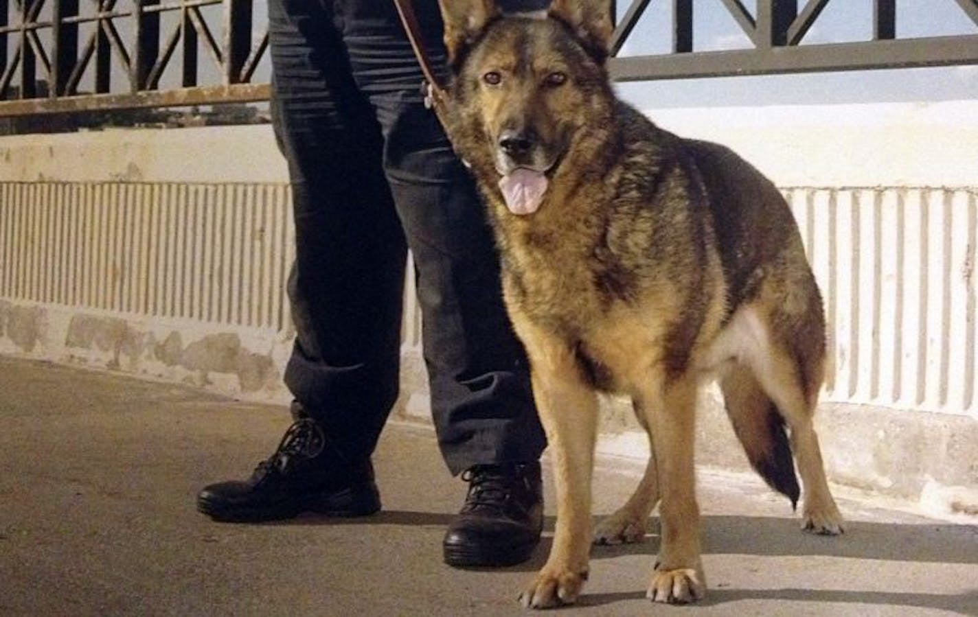 Kody was featured in a 2013 calendar of the St. Paul K-9 Unit. The police dog was stabbed to death this month after entering a home.