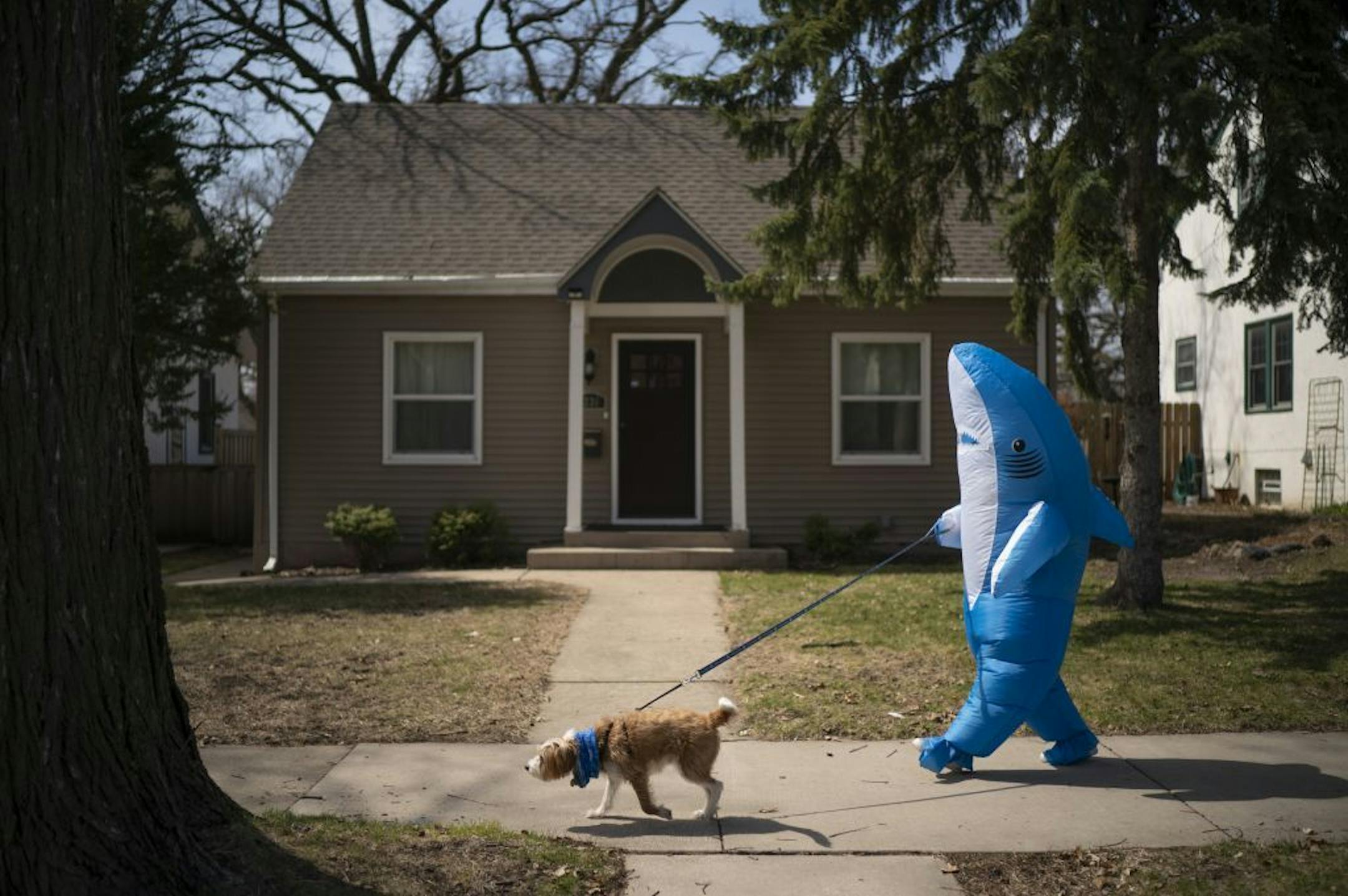 Kelly Rowley walked her dog, Baxter on 18th Ave. S. in her neighborhood Saturday afternoon. Of the shark costume she received yesterday, "I'd rather wear this than the mask!," she said.