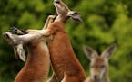 A pair of red kangaroos box with each other Friday at the Minnesota Zoo's newest exhibit "Kangaroo Crossing."