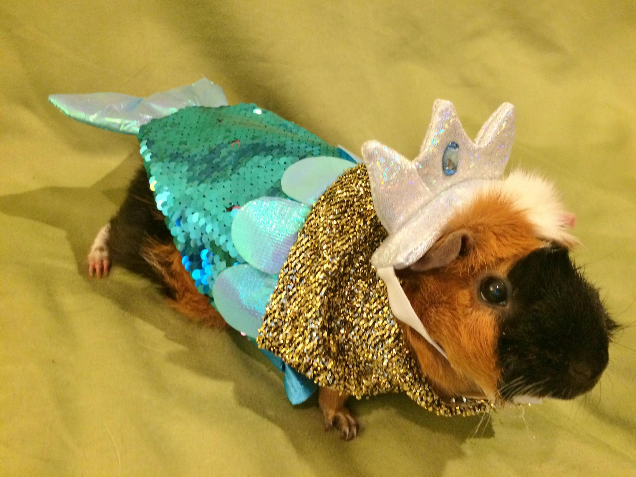 Anything goes: Third place Pet: Munchkin Owner: Patti Anderson, of Plymouth Comment: Anderson owns five guinea pigs, but Munchkin, a registered therapy guinea pig, is the only one who will consent to wearing a mermaid costume. 2019 Halloween Pet Costume Contest