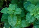 Fresh-from-the-garden mint is easy to grow and adds a cool, fresh flavor to meals, beverages and desserts. 
