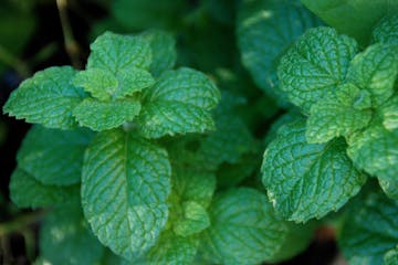 Fresh-from-the-garden mint is easy to grow and adds a cool, fresh flavor to meals, beverages and desserts. 