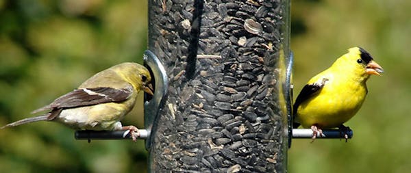 Both genders of the goldfinch clan are songsters.