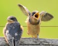 Baby Barn Swallows are birds with an attitude