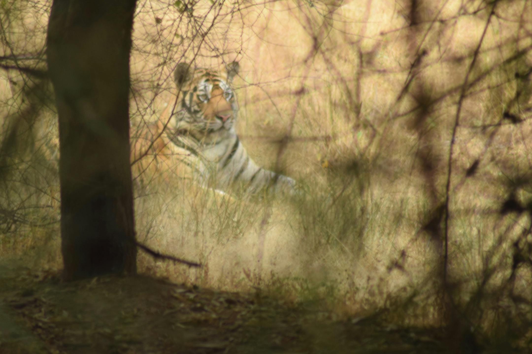 A male tiger lounges in the brush of Bandhavgarh National Park. (Mark Johanson/Chicago Tribune/TNS)