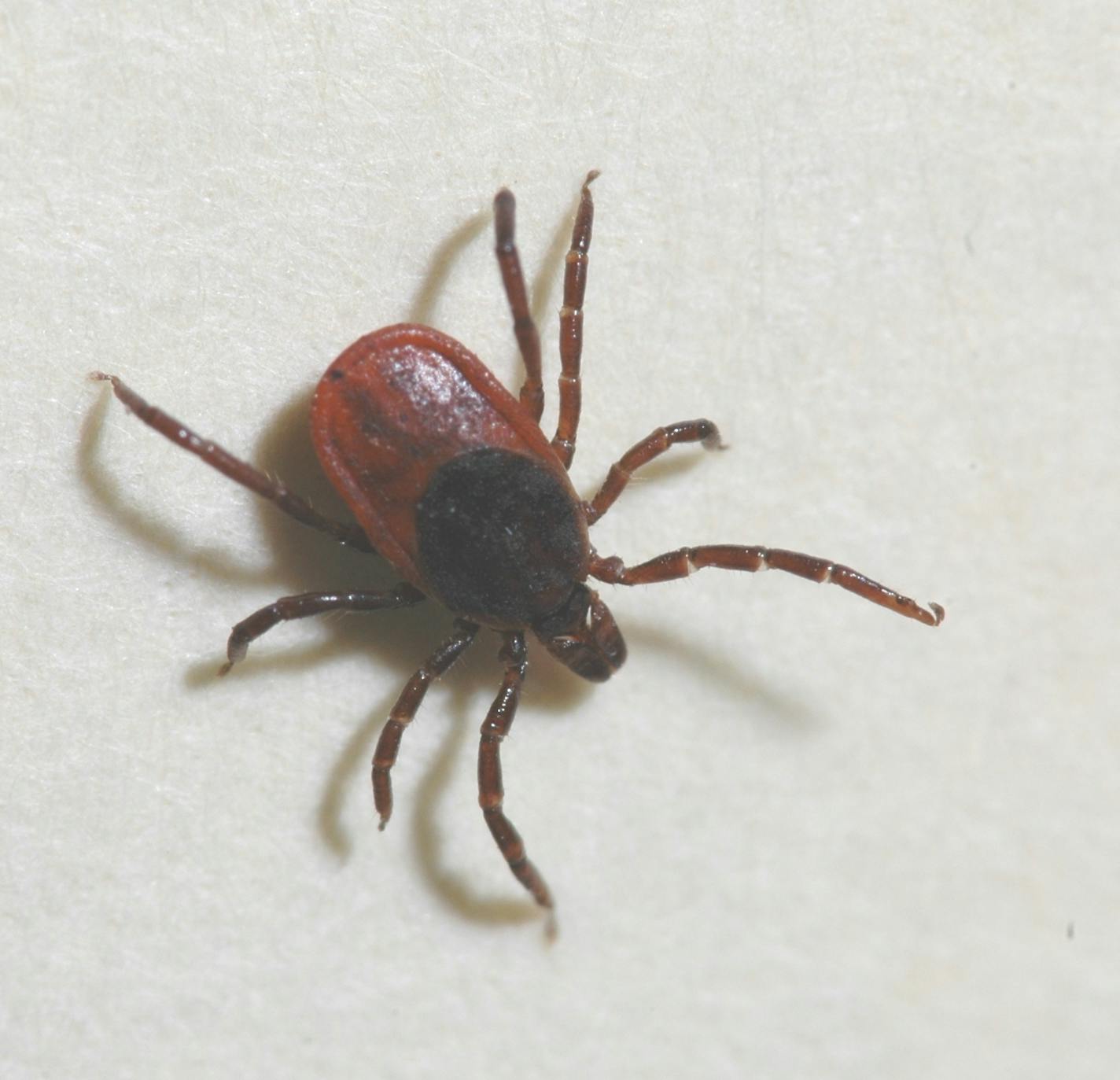 Black-legged tick, commonly called a deer tick.