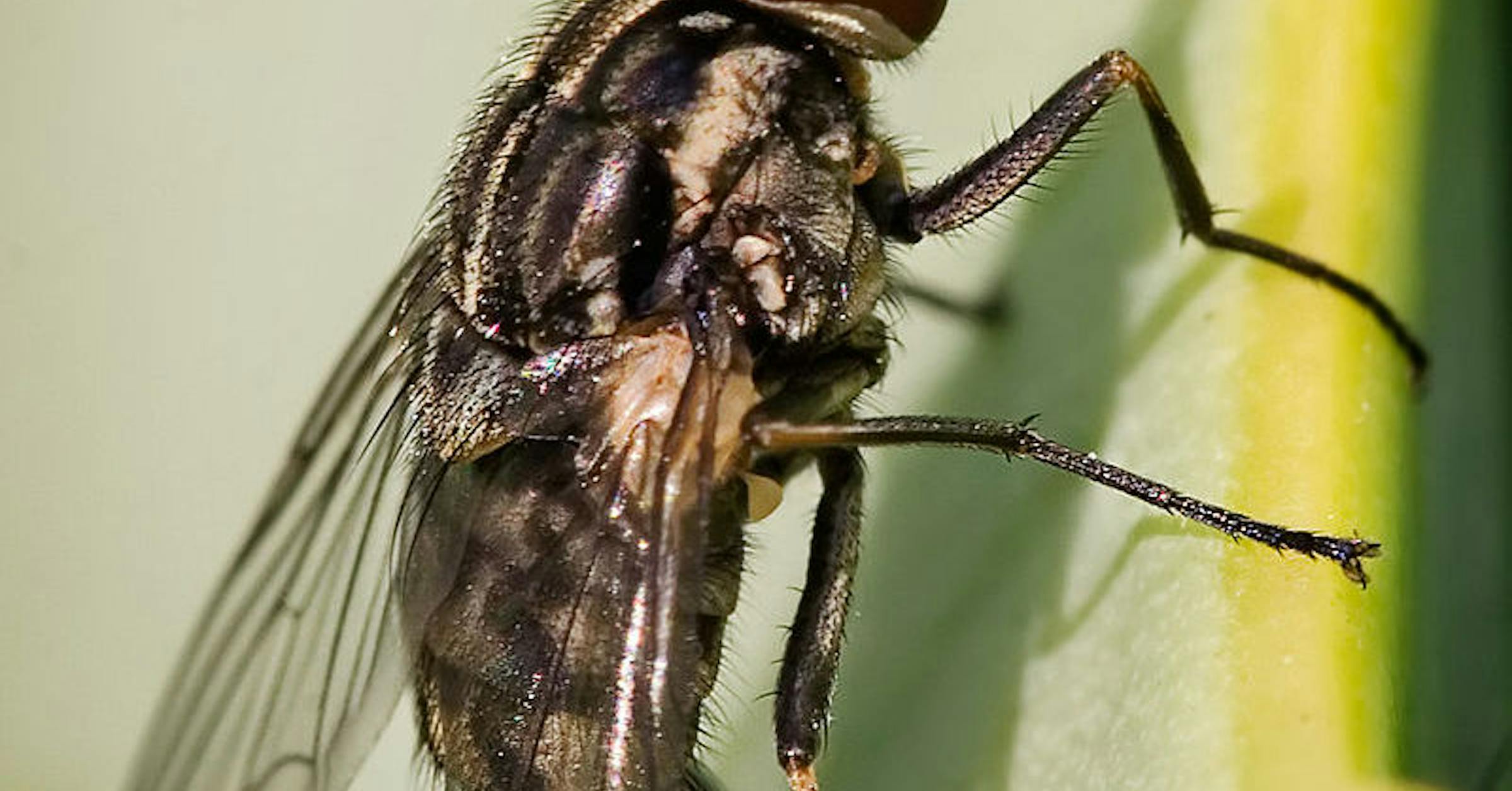 Biting flies are swarming Minnesota's North Shore