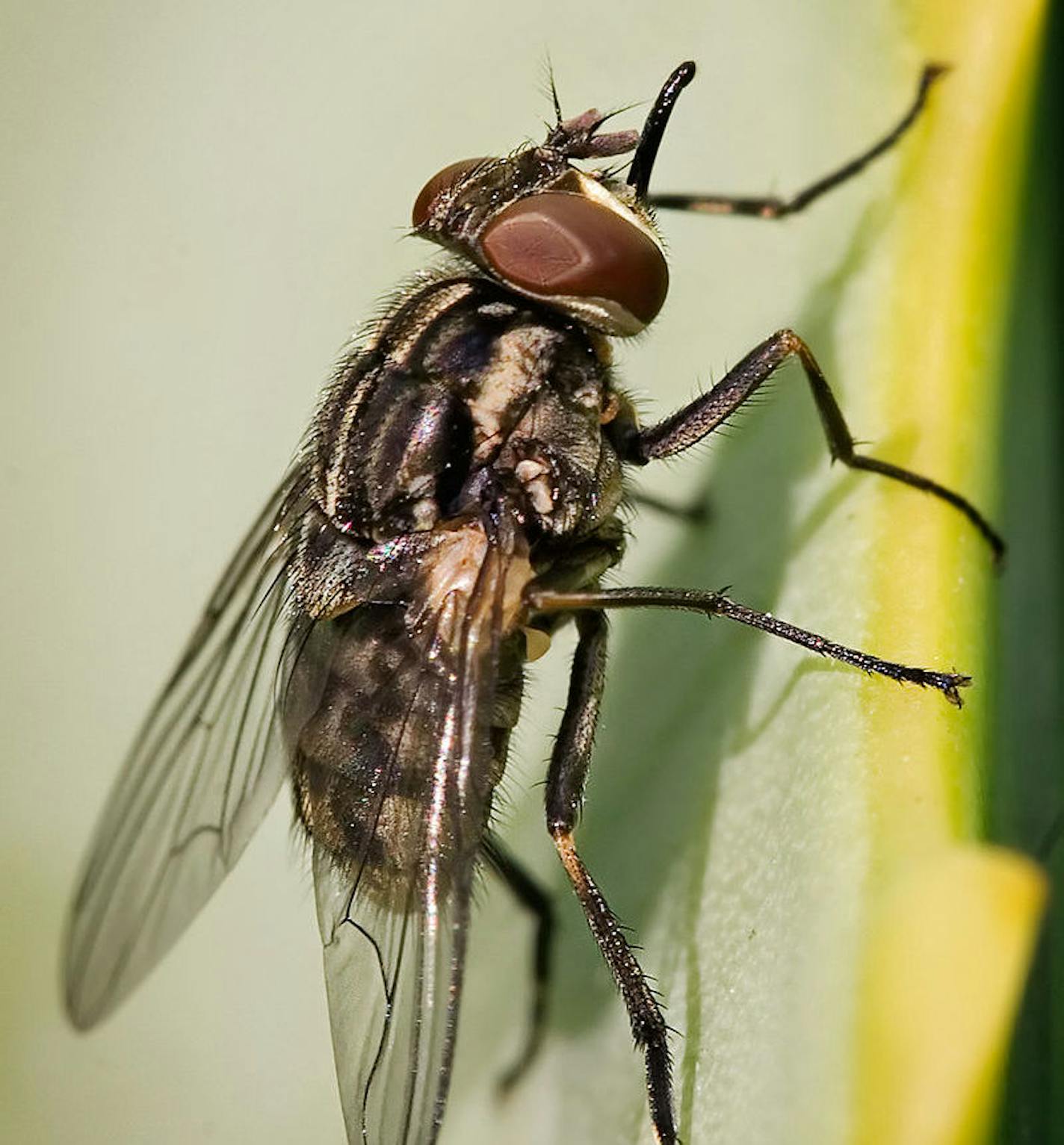 Stable flies feast on human and animal blood