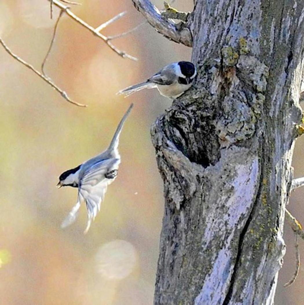 Team players in winter, chickadees pair up in the spring.
