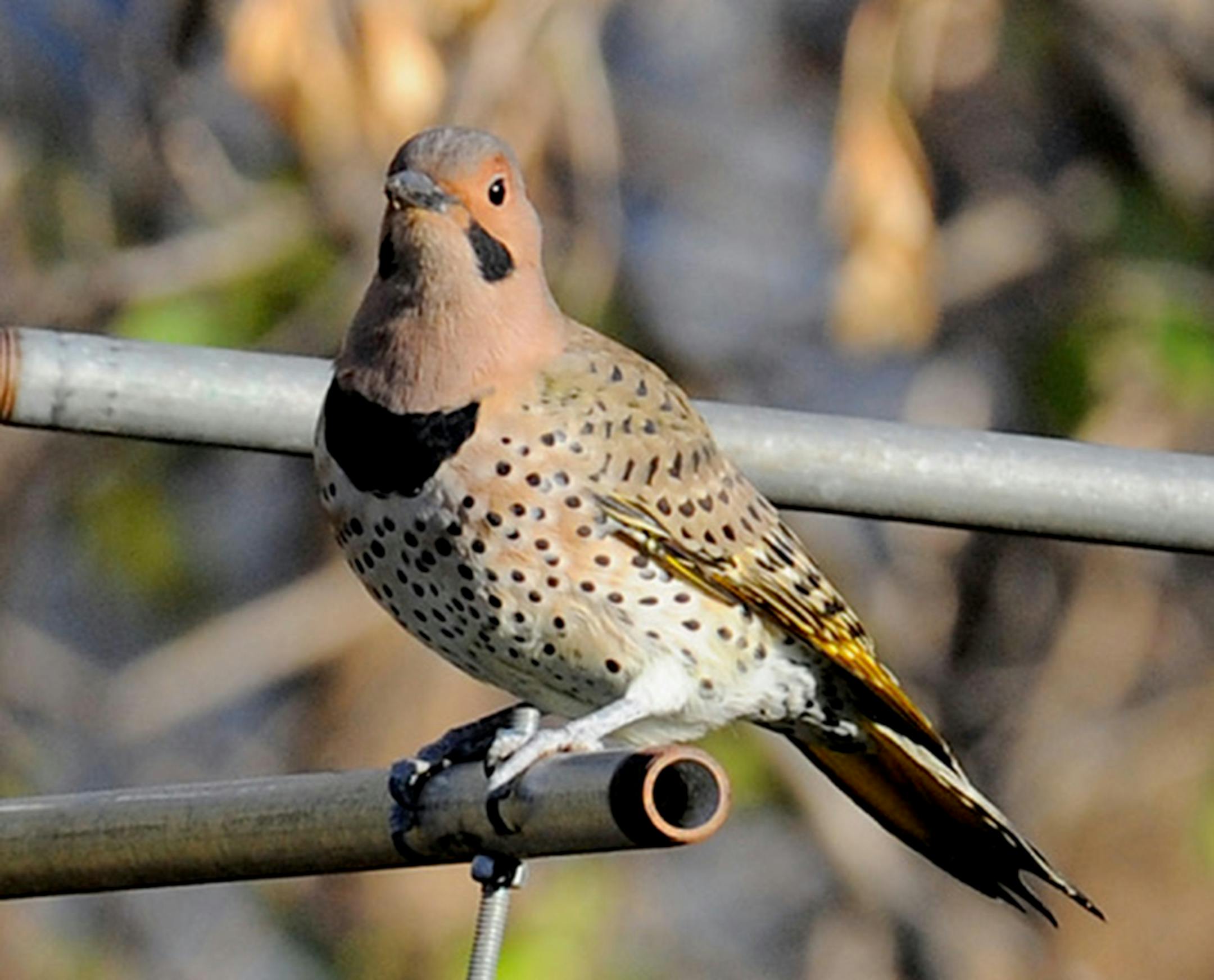 A Northern flicker perches on a metal pole, facing the camera.
