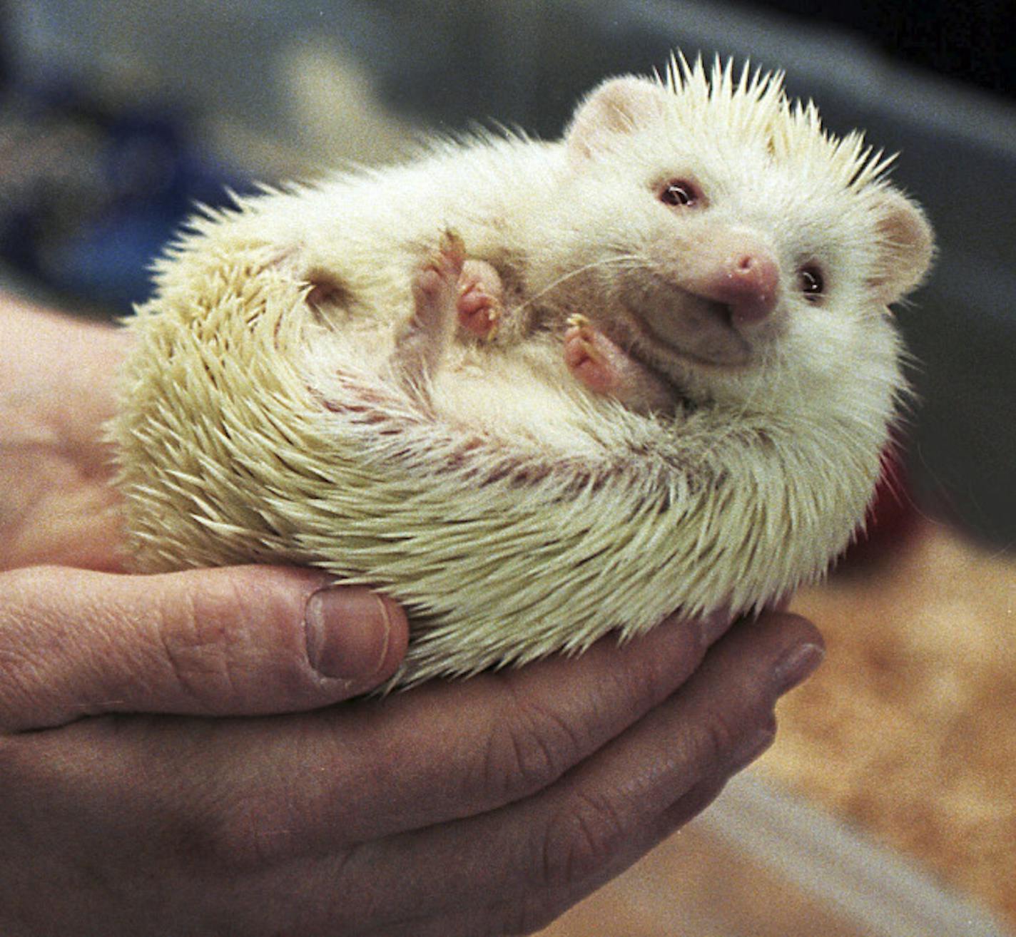 In this Feb. 3, 2001 file photo, a hedgehog curls up in the hands of its owner at a hedgehog club exhibit in Anchorage, Alaska. Hedgehogs can be dangerous for young children because their quills can penetrate skin and have been known to spread a bacteria germ that can cause fever, stomach pain and a rash, according to the American Academy of Pediatrics in a new report about dangers from exotic animals.