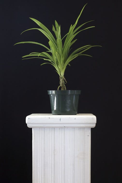 Give your houseplants plenty of light during the dark months.