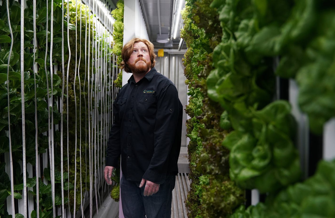 Eric Reller, master grower with Second Harvest Heartland, took stock of the columns of plants growing that hang from the ceiling of the shipping container. ] ANTHONY SOUFFLE &#x2022; anthony.souffle@startribune.com Eric Reller, master grower with Second Harvest Heartland, tended to plants in a shipping container "farm" Tuesday, March 12, 2019 at the organization's warehouse in Brooklyn Park, Minn. The shipping container "farm" is used to grow mostly leafy greens such as lettuce and herbs that ar