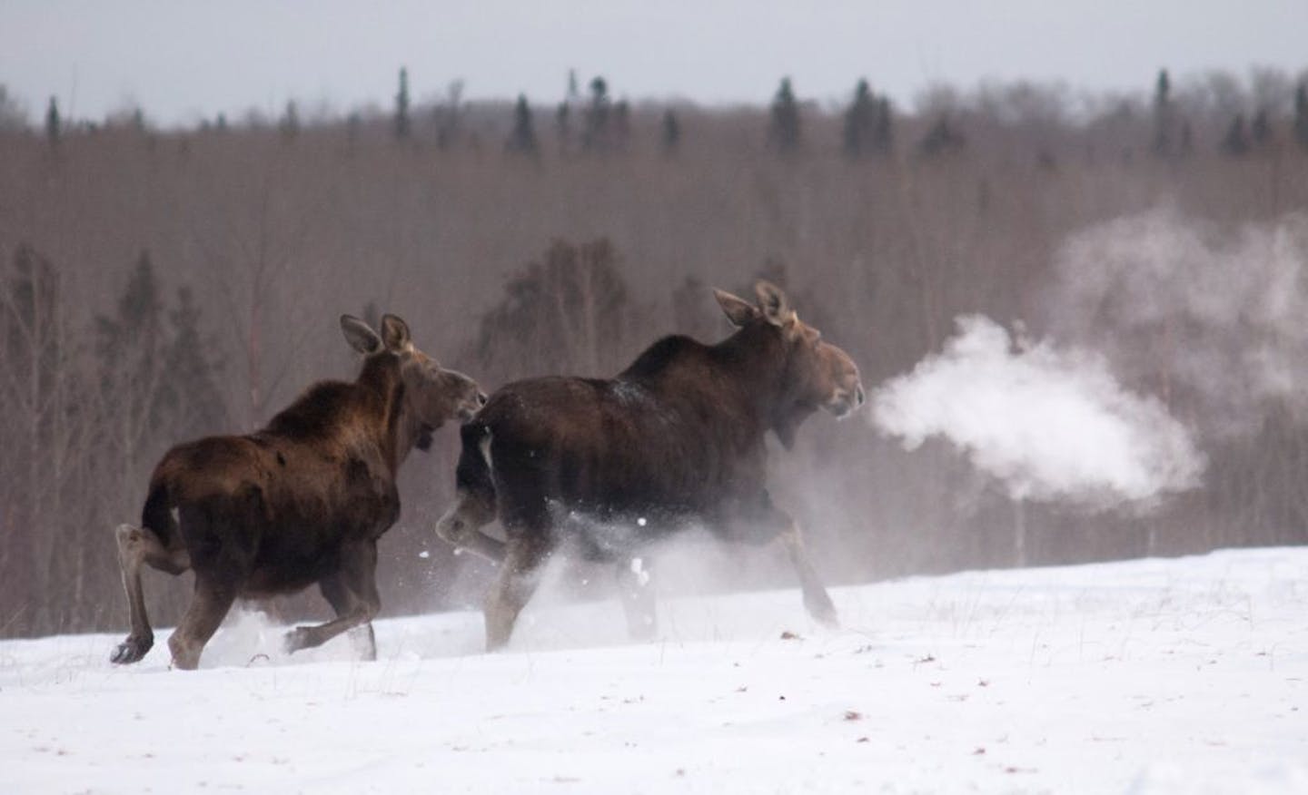 In this 2014 photo provided by the Minnesota Department of Natural Resources, a moose calf follows it's mother in the snow near Grand Marias, Minn.