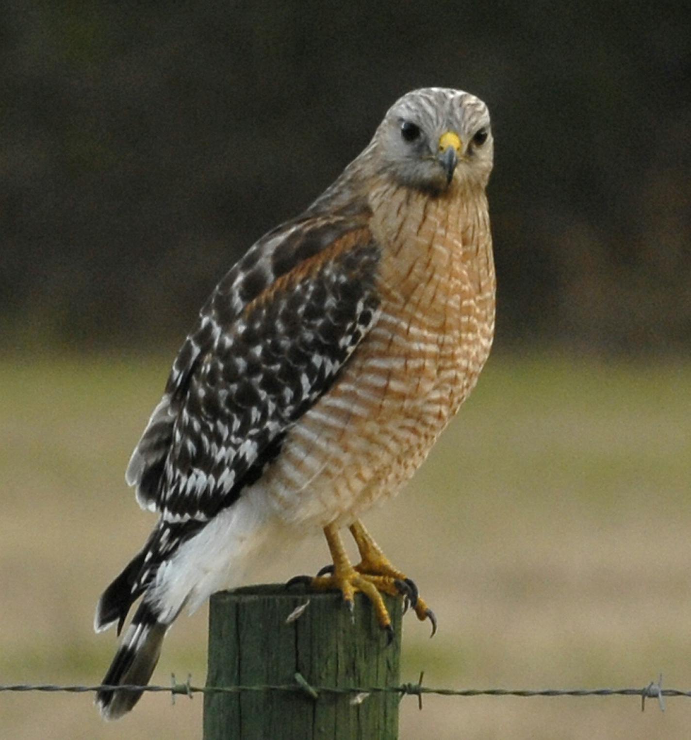 red-shouldered hawk Jim Williams