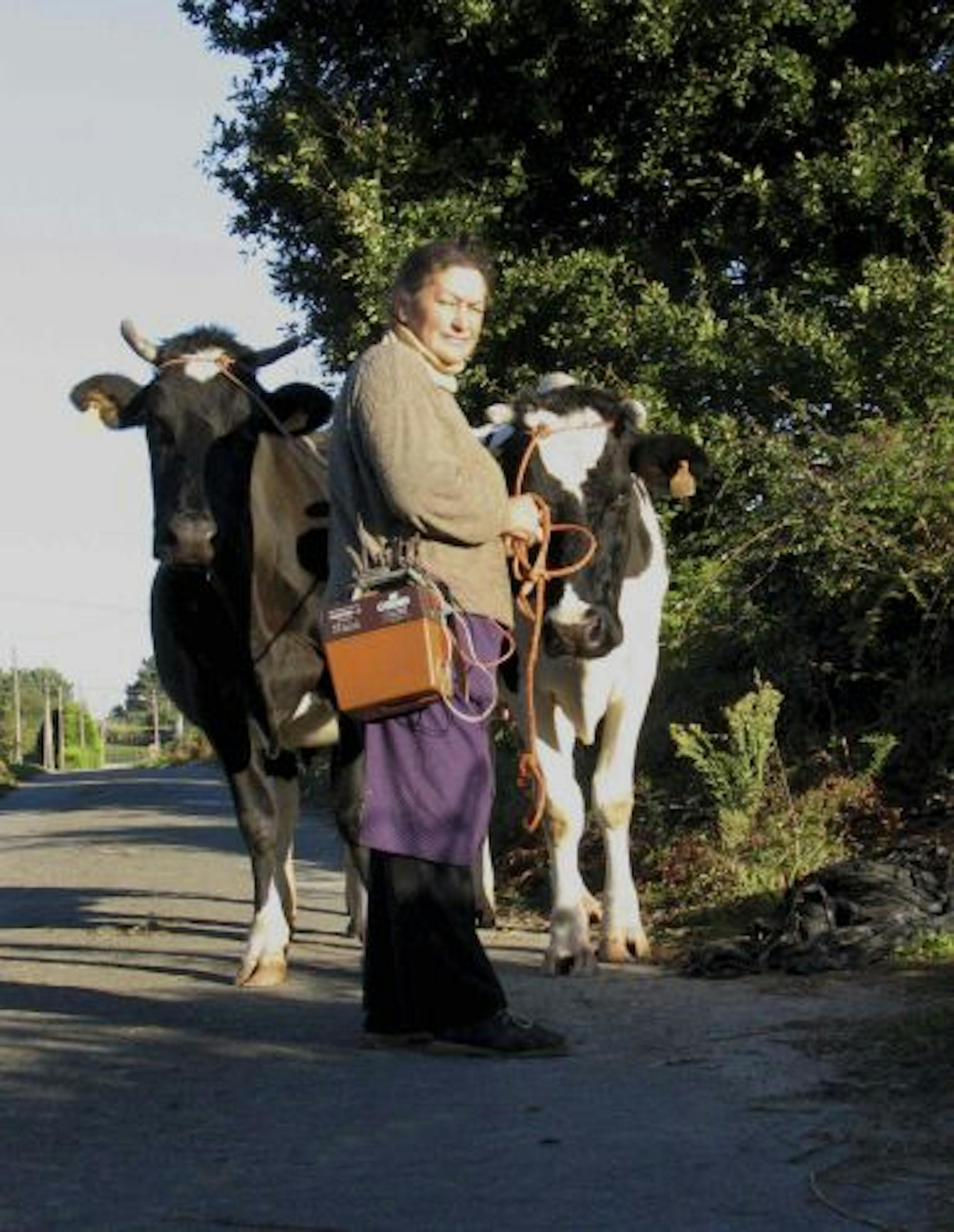 #143: A woman takes her cows to pasture along the Camino.