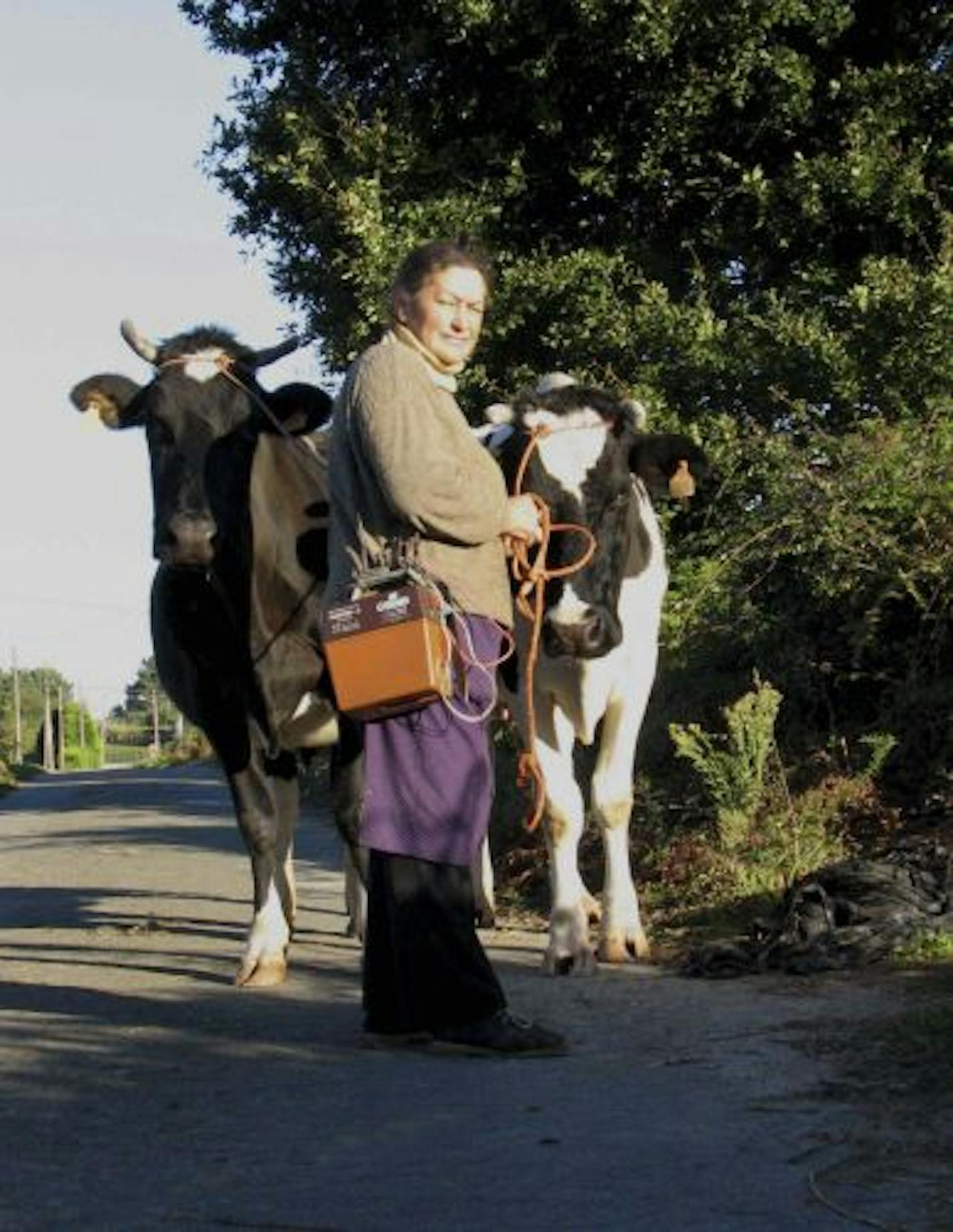 #143: A woman takes her cows to pasture along the Camino.