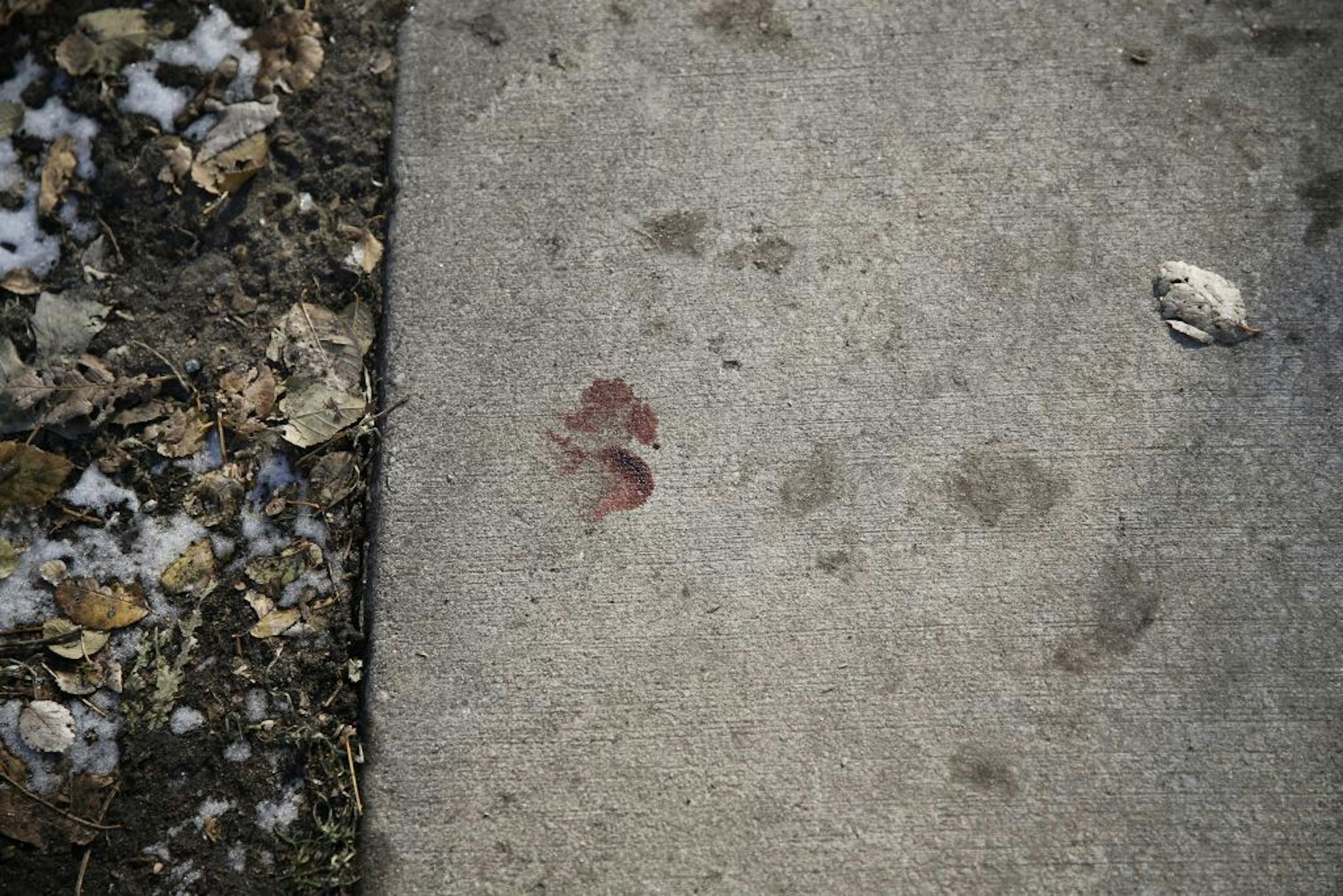 A bloody paw print was left outside the home of Jennifer Hankerson. While looking for a man with a warrant, Minneapolis police busted into the St. Paul home of Jennifer Hankerson and shot two of the family dogs, killing one and severely wounding the other. 20-year old Victoria LaQuier was in the home at the time.