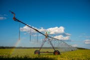 A pivot irrigation system sprayed water onto a soybean crop just south of Park Rapids in Straight River Township in mid August. The Straight River is 