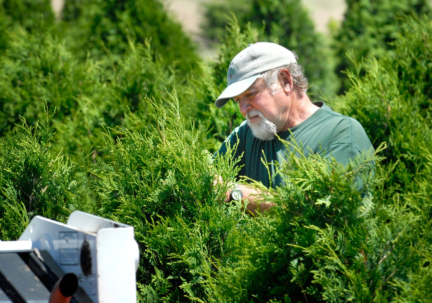 Arborvitae, or white cedar, is an evergreen tree that grows in the shade.