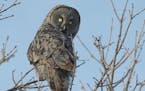 Great Gray Owls and species of fern are part of the enormous variety of life found in and around the Sax-Zim bog in St. Louis County.
credit: Jim Will