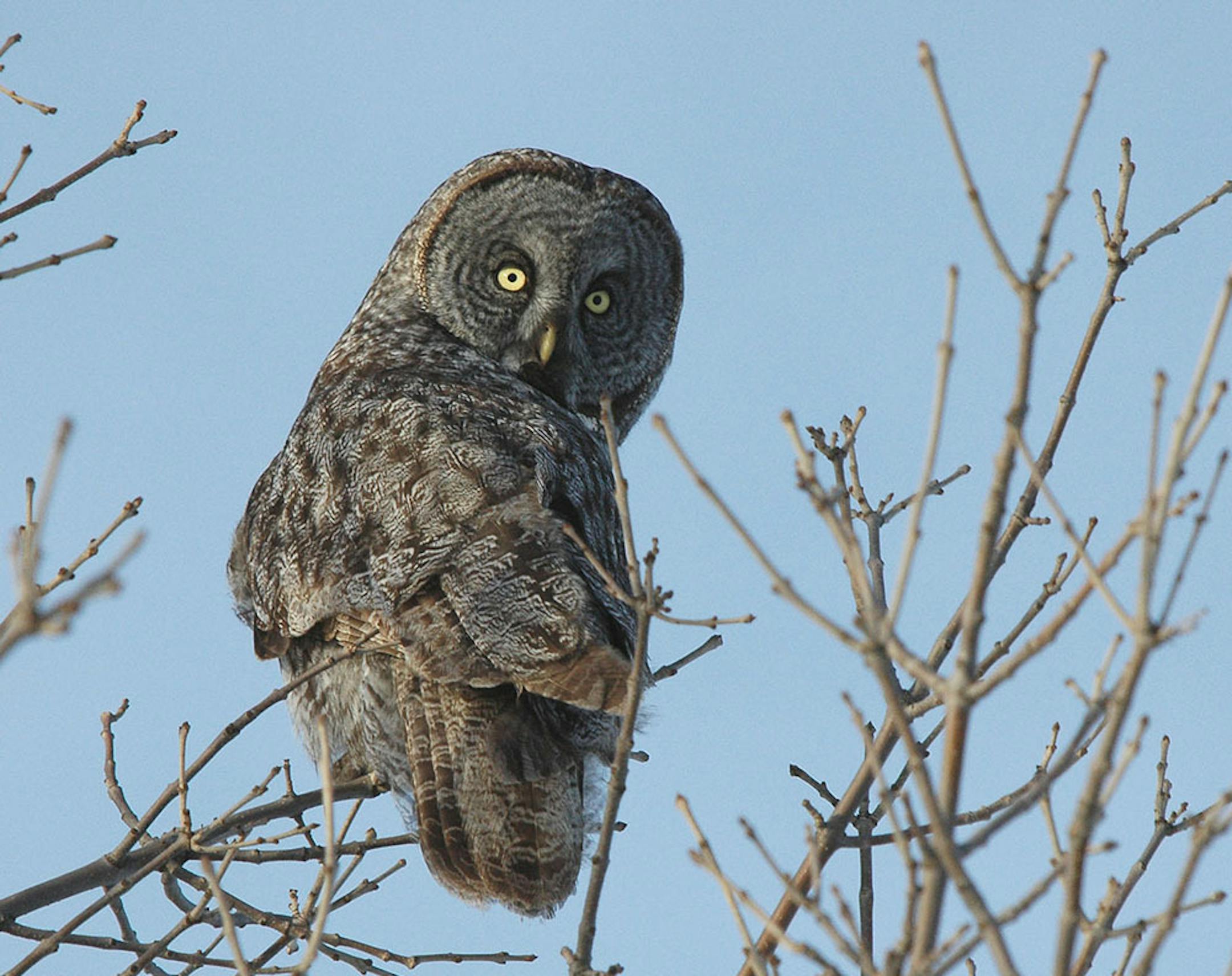 Great Gray Owls and species of fern are part of the enormous variety of life found in and around the Sax-Zim bog in St. Louis County.
credit: Jim Williams, special to the Star Tribune