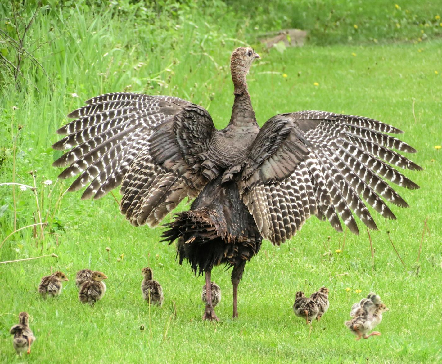 Photo courtesy of Rich Hoeg Day #130: Wild Turkey and Chicks (French Region Park on Medicine Lake in Plymouth, Minnesota) While biking in French Park, I saw a hen turkey and her chicks. Quickly dismounting and taking out my camera, I was rewared with this image when a bald eagle flew overhead and &#xec;mom&#xee; took alarm!