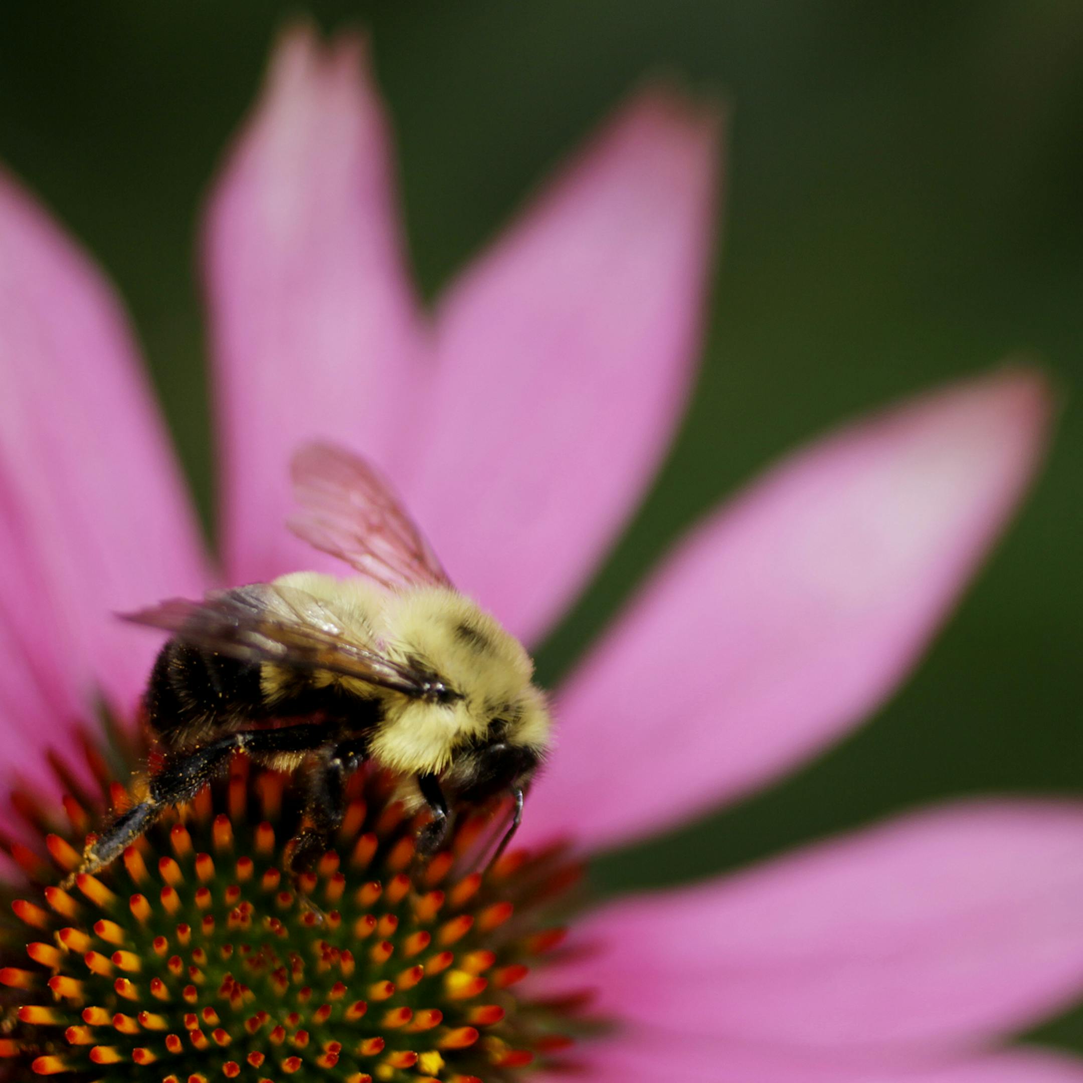 Beautiful Garden winner: Mike and Mary Kulseth transfomed their Andover yerd into a woodland setting with stream, waterfalls, koi ponds and perennial gardens. Andover, MN on August2, 2013. ] JOELKOYAMA‚Ä¢joel koyama@startribune