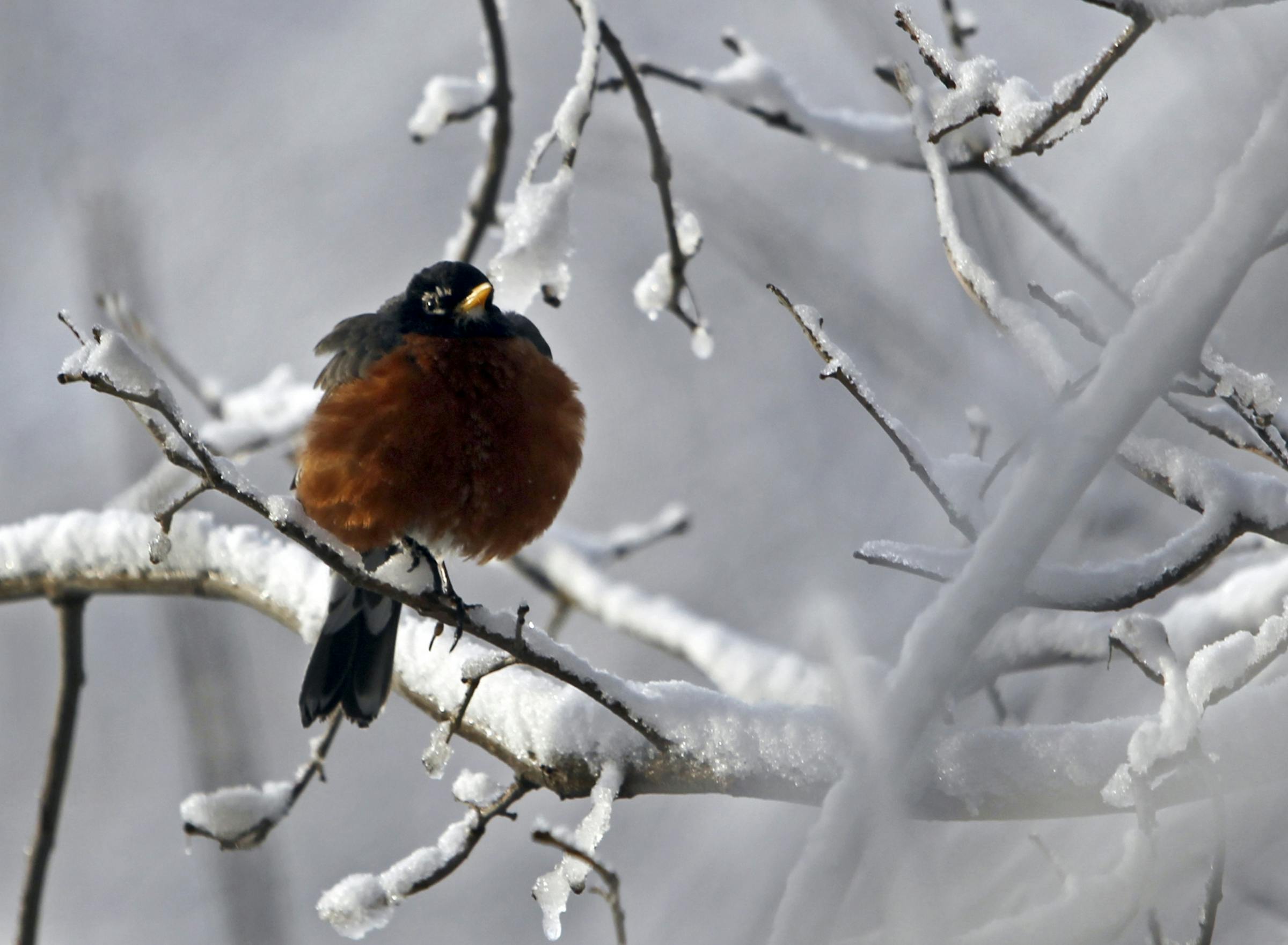 'Messy spring system’ brings rain, sleet and snow to Twin Cities