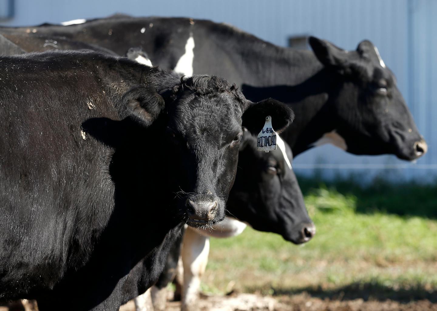 This photo taken Oct. 16, 2018, shows one the new line of Wagyu-Holstein beef cattle in Hudson, Iowa.