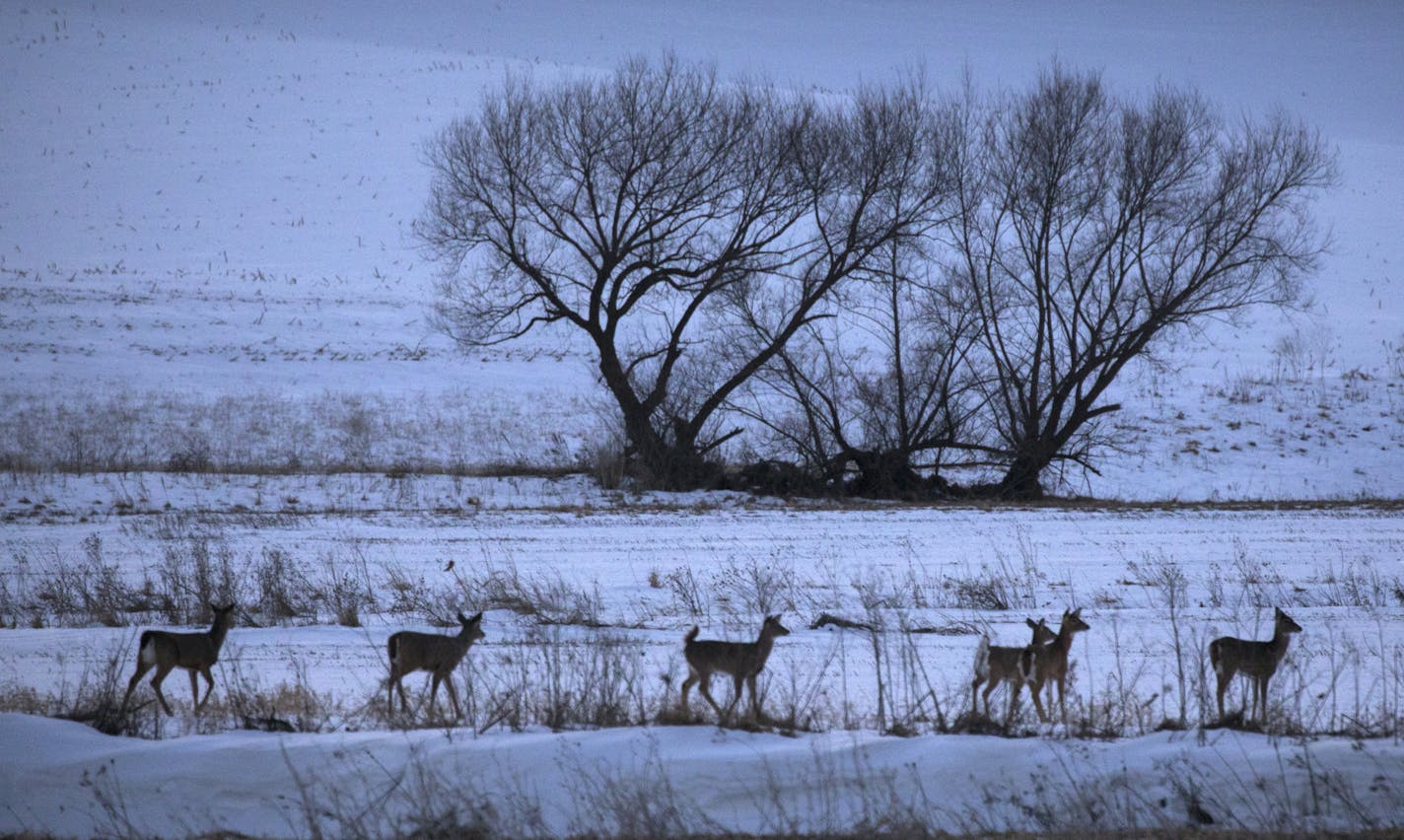 Dr. James Kroll, also known as Dr. Deer, joined Clifford Shipley, DVM,DACT in speaking to a crowd at Potter Auditorium in Chatfield Wednesday night. The topic? "Facts and Fiction about CWD". Here, a half dozen whitetail deer congregated just outside of Chatfield before the meeting. ] BRIAN PETERSON &#x2022; brian.peterson@startribune.com
Chatfield, MN 02/08/17