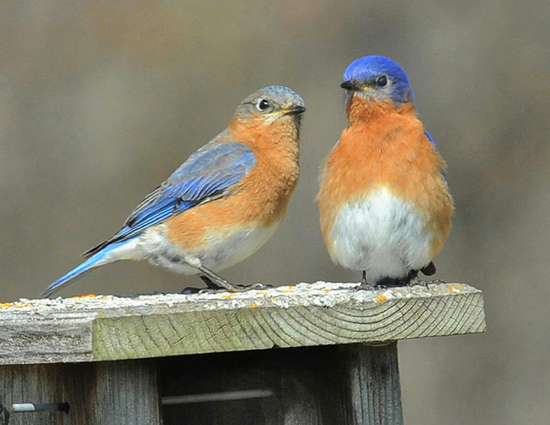 Two eastern bluebirds perched on top of a  wooden nest box.