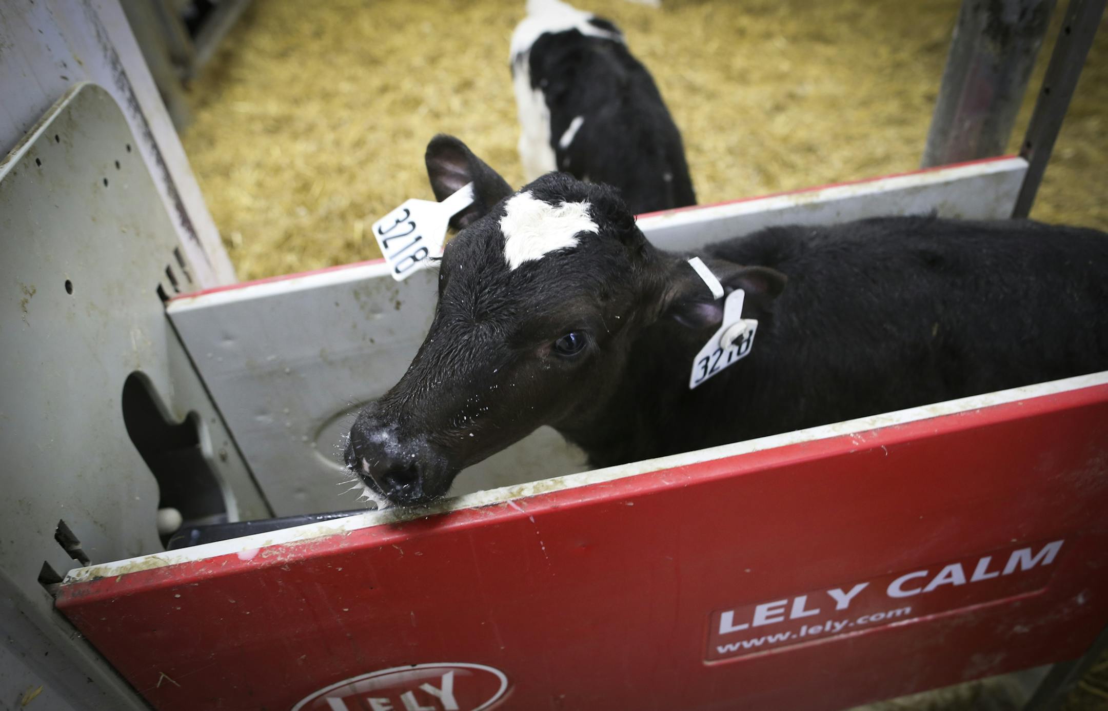 A calf finished feeding on bottled milk at a automatic calf feeder at Michele Rohe's dairy farm's calf feeder near Freeport, Minn., on Monday, November 3, 2014. Calf feeders give heifer calves a chance to move around, feed when they want and interact with other calves and humans more frequently than the traditional individual pens. ] RENEE JONES SCHNEIDER &#x2022; reneejones@startribune.com