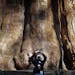 Chun, Myung J. �� � 116749.ME.1025.parks.MJC �� A visitor to Sequoia National Park is dwarfed by the 36.5 ft. diameter trunk of the General 