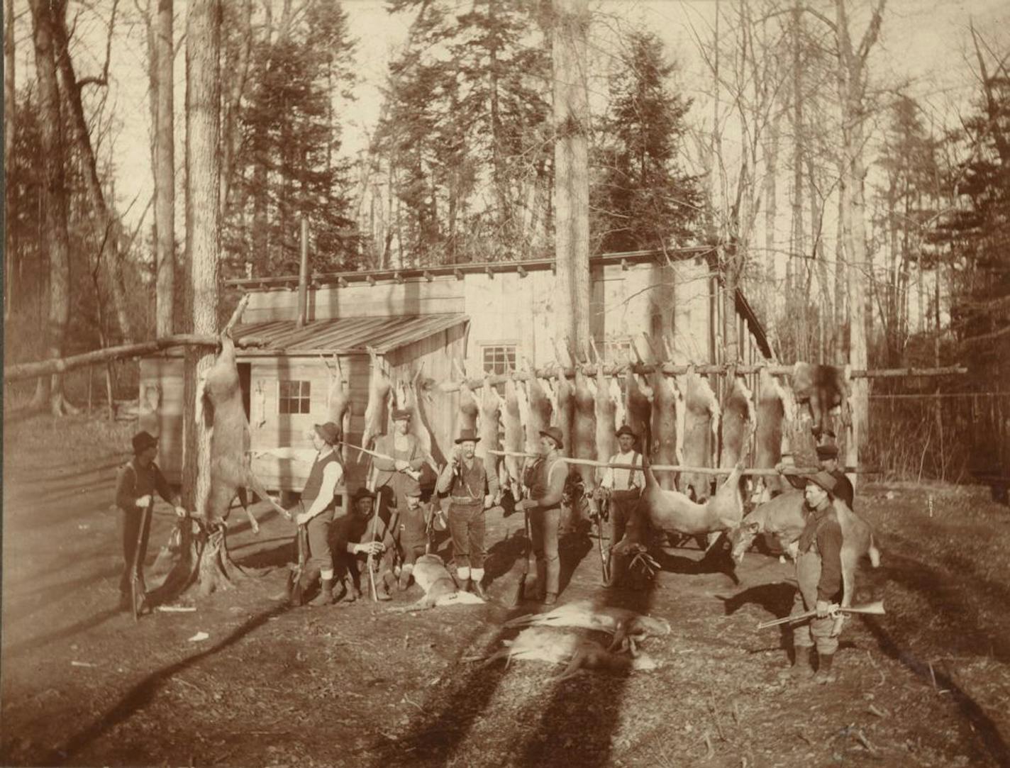 Shown in the early 1900s, a deer camp near Wrenshall, Minn., was by all appearances productive.