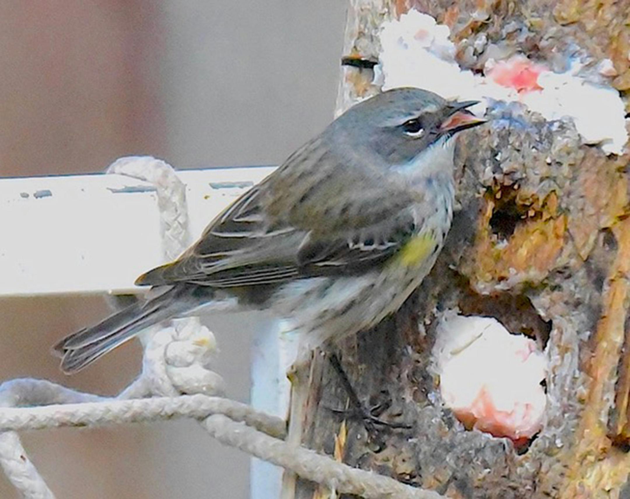 A  yellow-rumped warbler is perched at a suet feeder strapped to a railing.