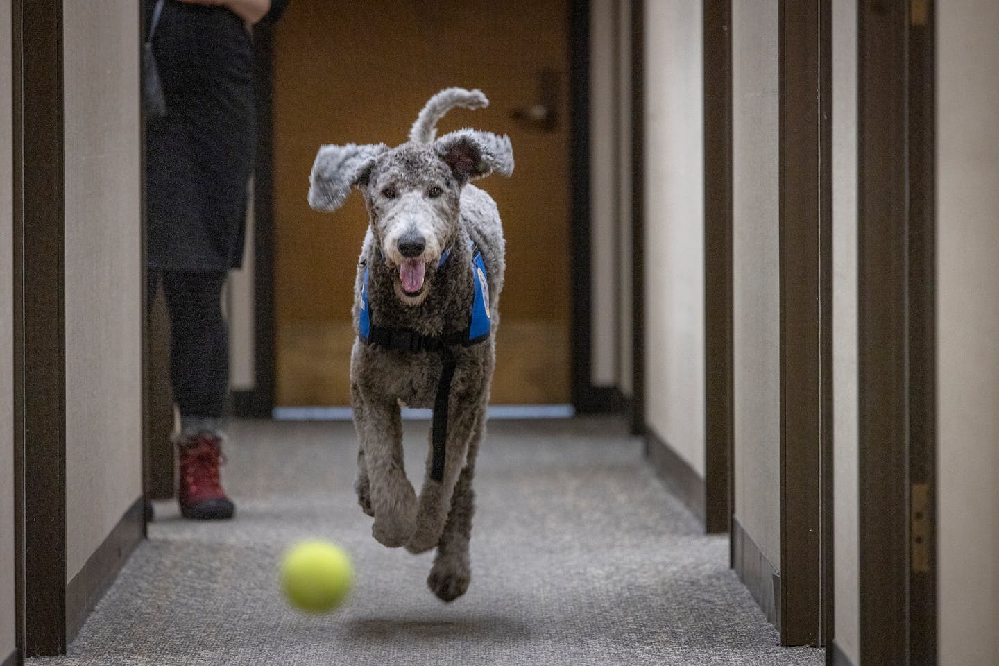 Courthouse store dog training