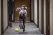 "Barrett," the courthouse dog, plays ball with his handler Nicole Carnale in the halls at the Hennepin County Government Center in Minneapolis, Minn.,