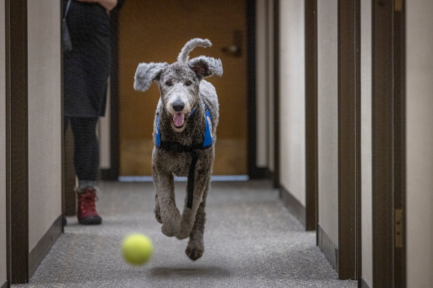 "Barrett," the courthouse dog, plays ball with his handler Nicole Carnale in the halls at the Hennepin County Government Center in Minneapolis, Minn., on Tuesday, Jan. 18, 2022. "Barrett" is used to calm children and young adults who are victims or witnesses of crimes while they are preparing to testify. ] Elizabeth Flores • liz.flores@startribune.com