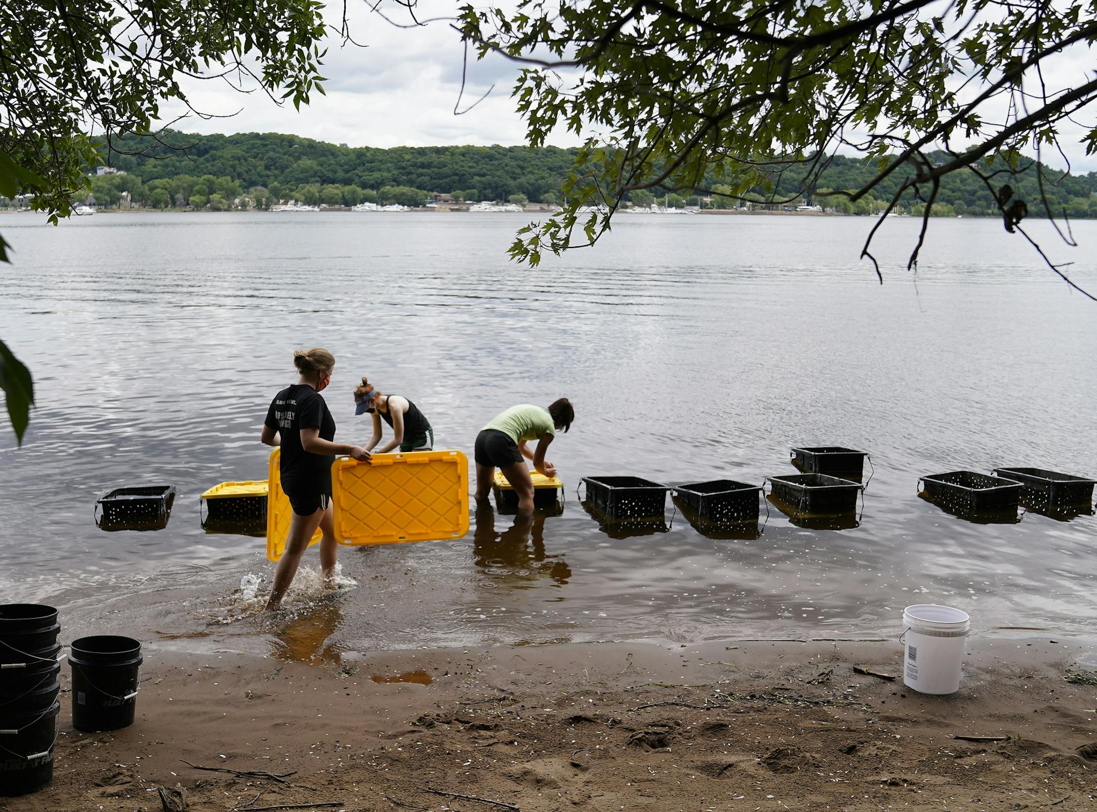 A Minnesota DNR crew transplanted 3,506 mussels native to Minnesota -- including Higgins' eye, bucket and snuffbox-- to grow in the waters of the St. Croix River, across from Hudson, WI, Tuesday in Lakeland, MN. Here, Minnesota Department of Natural Resources crew members Madeline Pletta, right to left, Olivia Poleman and Anna Scheunemann prepare totes for the mussels to be transplanted into to be placed in the St. Croix.