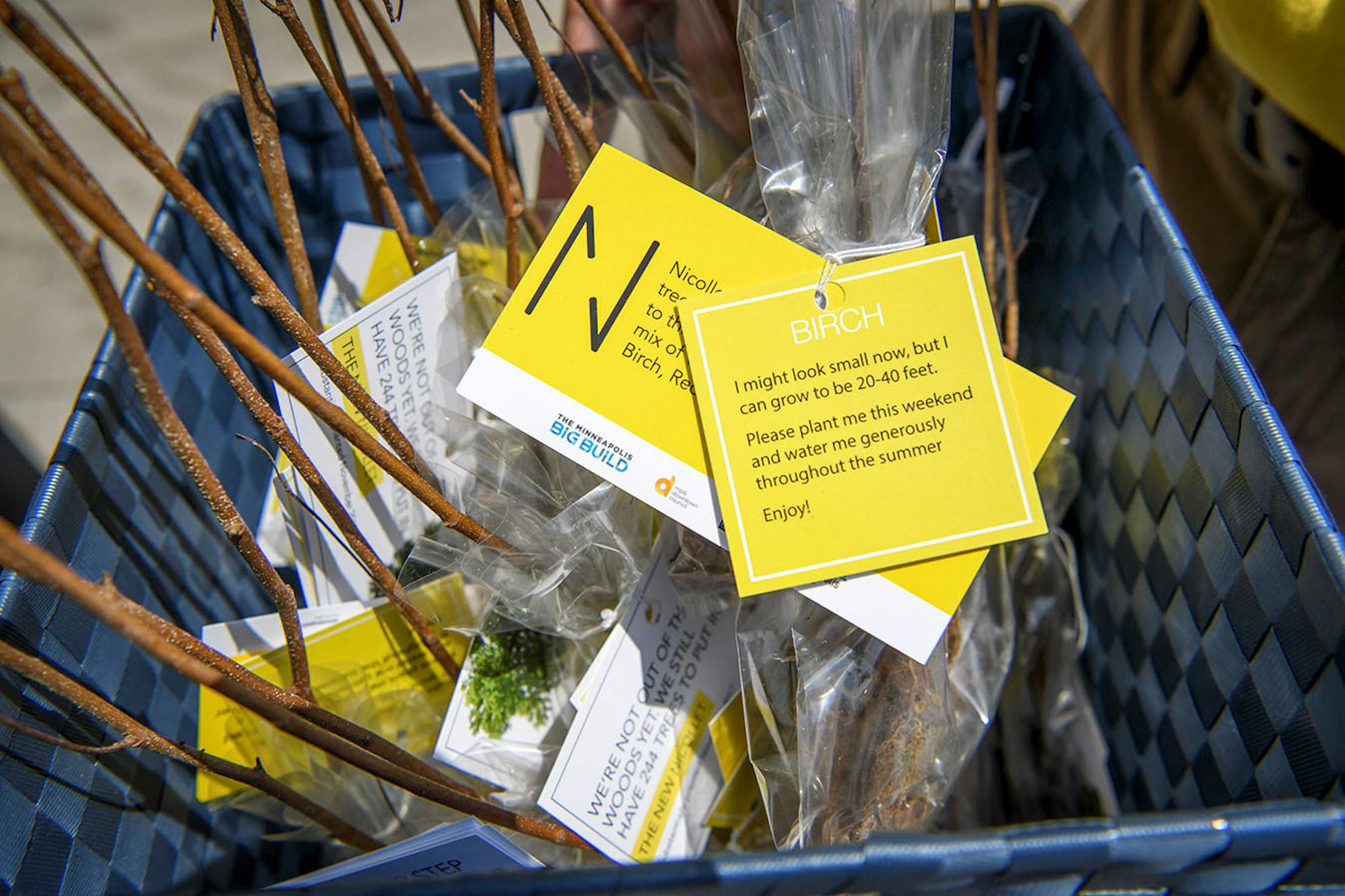 Young birch seedlings given out by Minneapolis Downtown Improvement District and Minneapolis Downtown Council to call attention to the arrival of trees on Nicollet Mall.