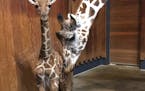 The Como Zoo's new giraffe made its public debut Wednesday.