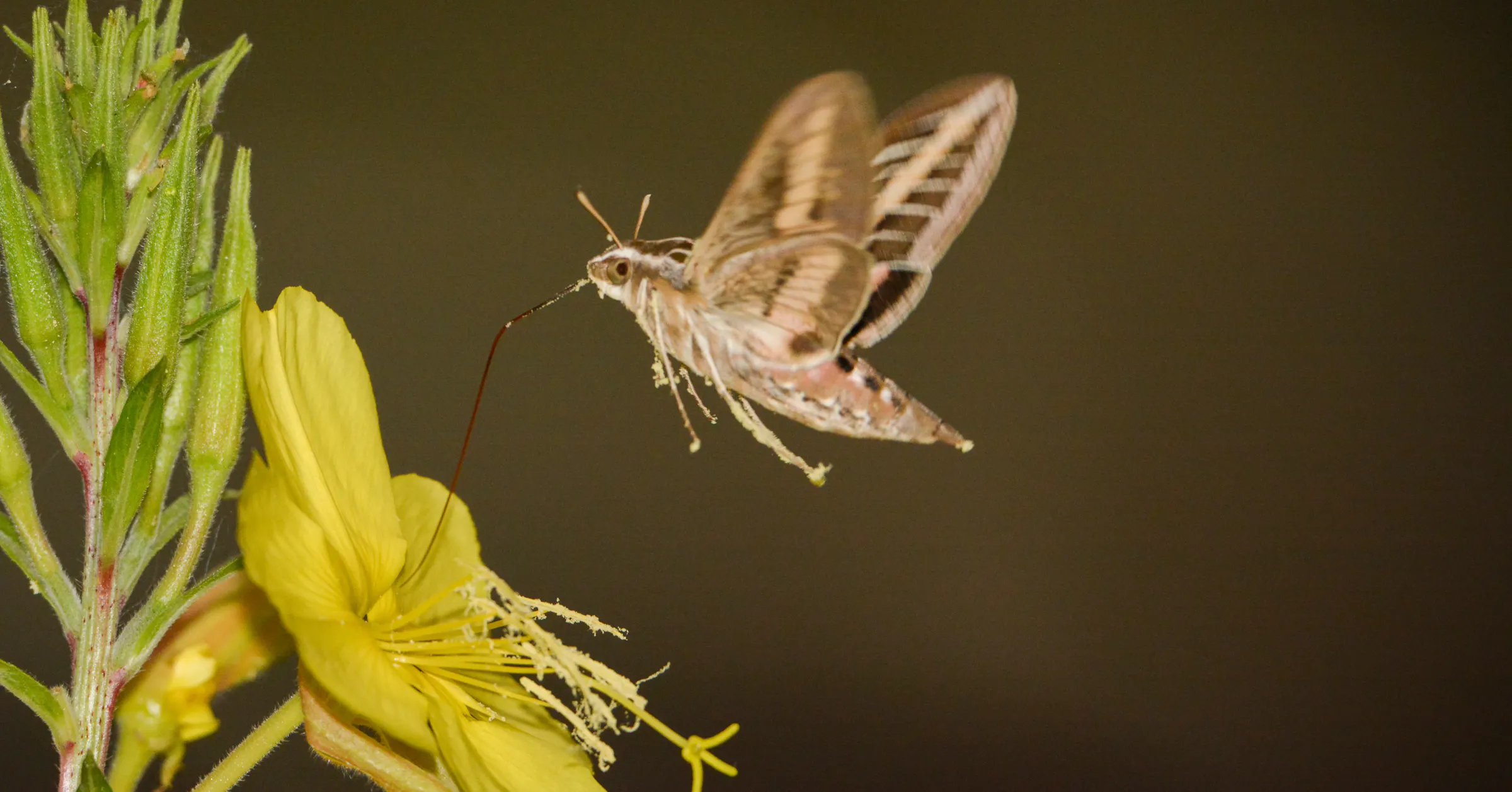 Taubenschwänzchen schwirren jetzt um Minnesotas blühende Blumen.