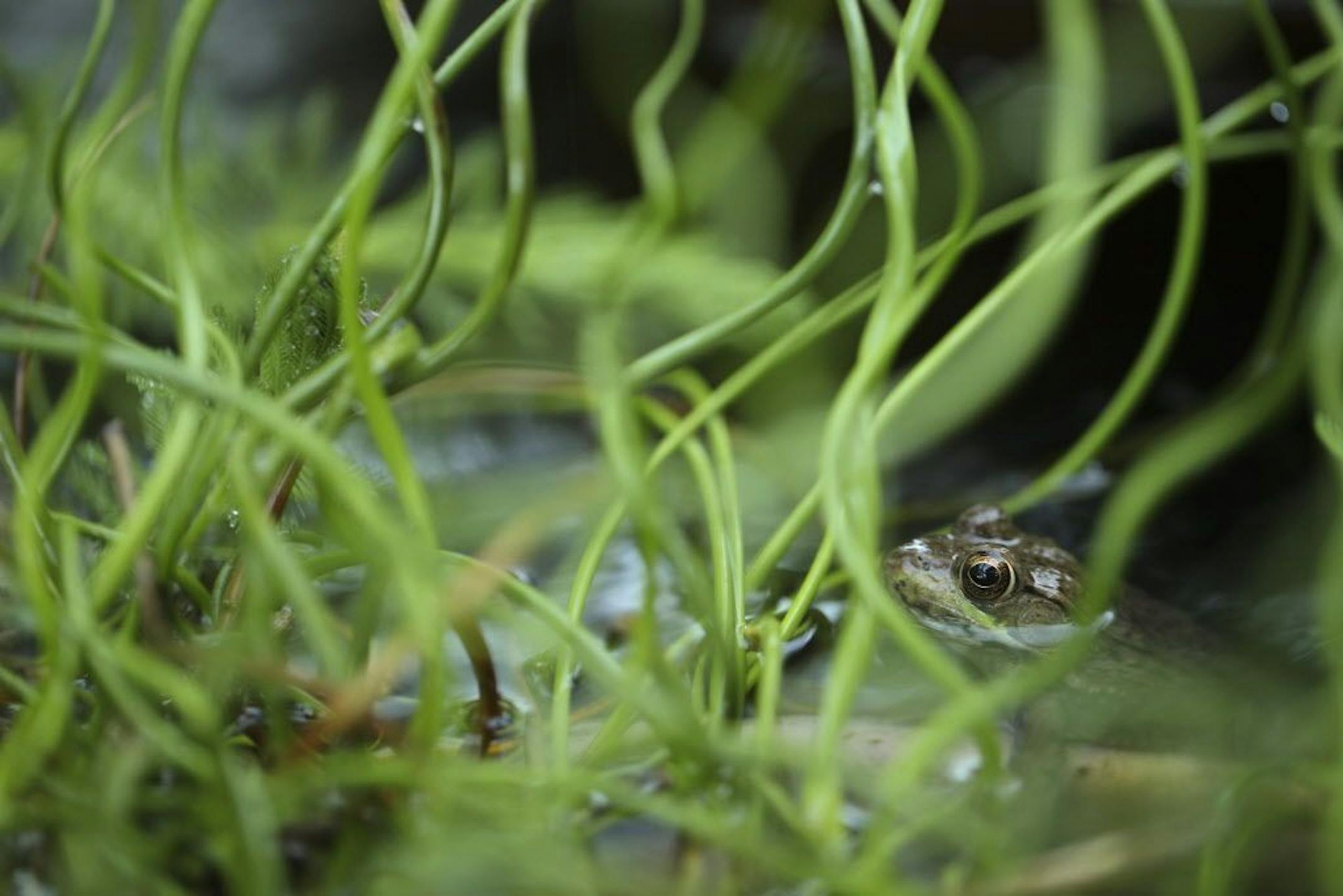 A frog visits a fountain.
