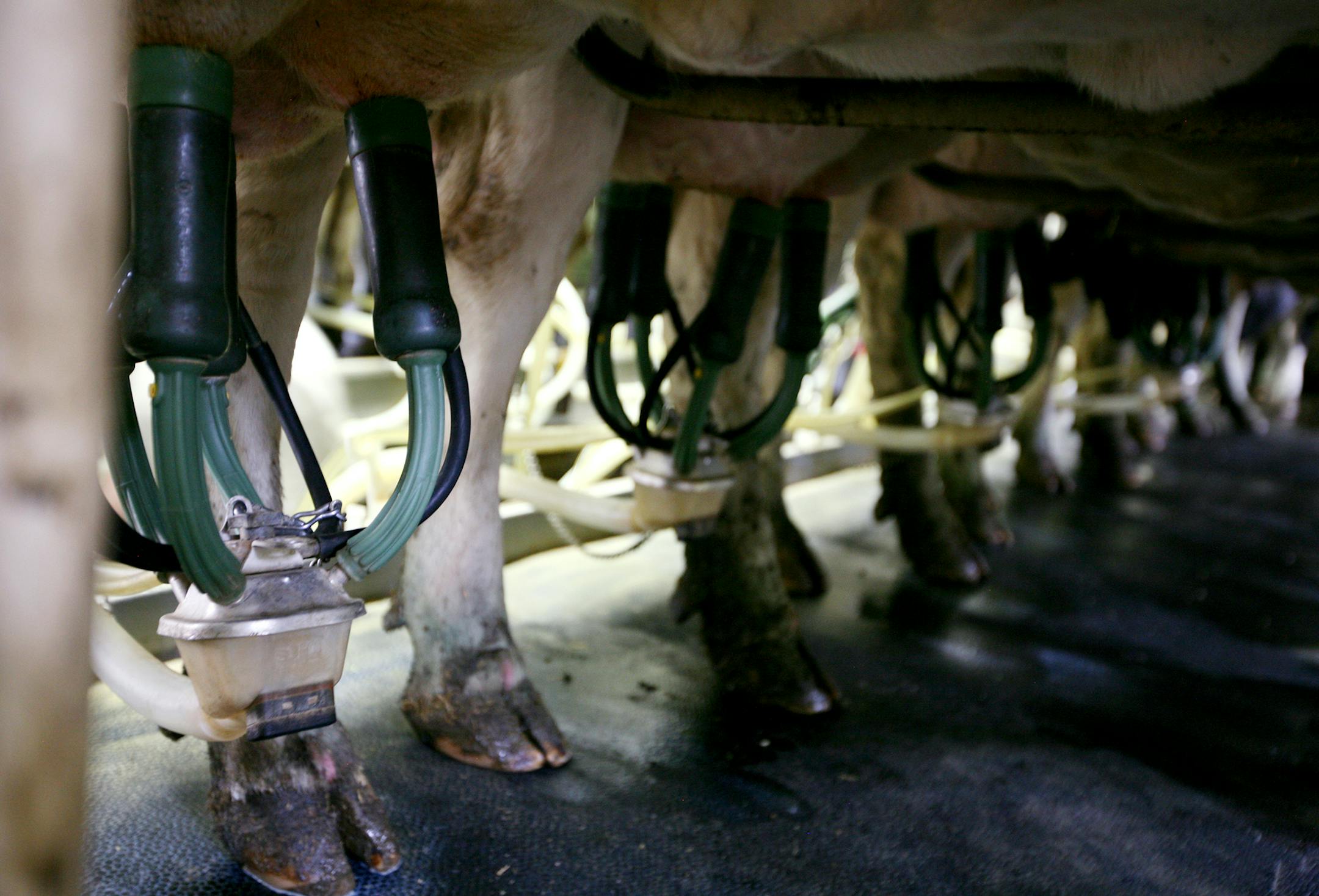 Cows are now relaxed as they are milked at Poppler Dairy Farm in Waverly July 25, 2013. Before the stray electric currents were controlled, heifers would sense voltage all around them in the facility. They became skittish and ultimately ill, many times lethally. (Courtney Perry/Special to the Star Tribune)