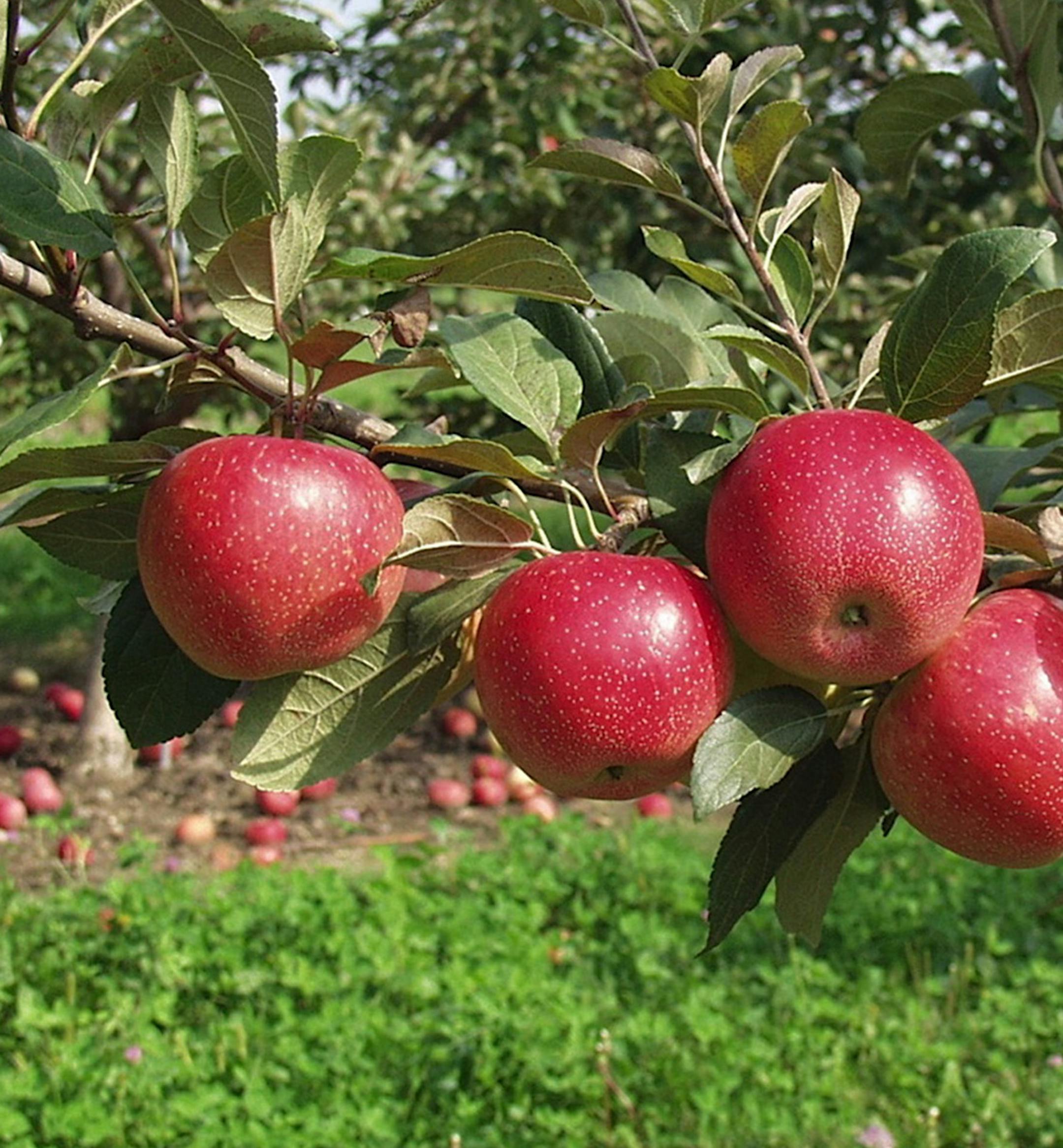 SweeTango apples at Pepin Orchards.