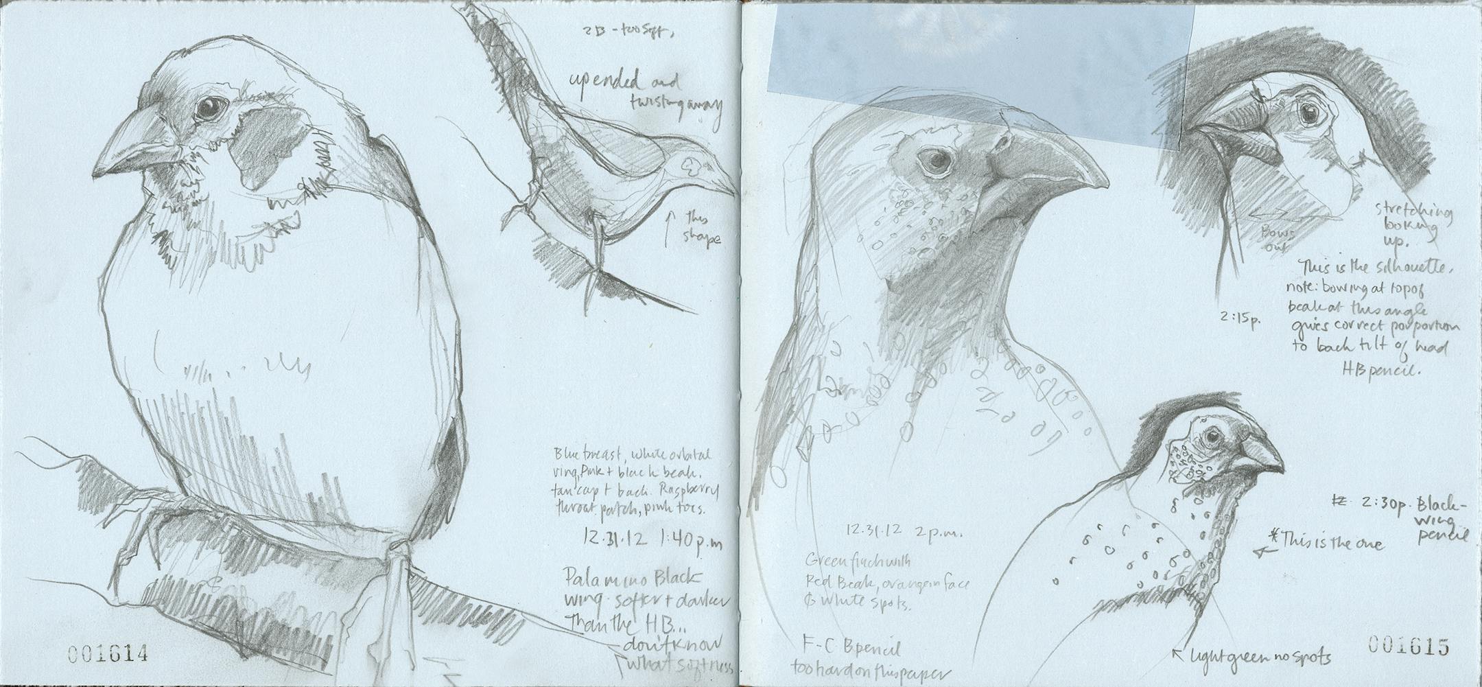 Bird sketches from Roz Stendahl.