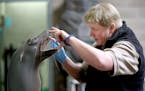 Como Zookeeper Kelley Dinsmore brushed "Subee's" teeth during a training session, at the zoo, Thursday, March 10, 2016 in St. Paul, MN. A new study of