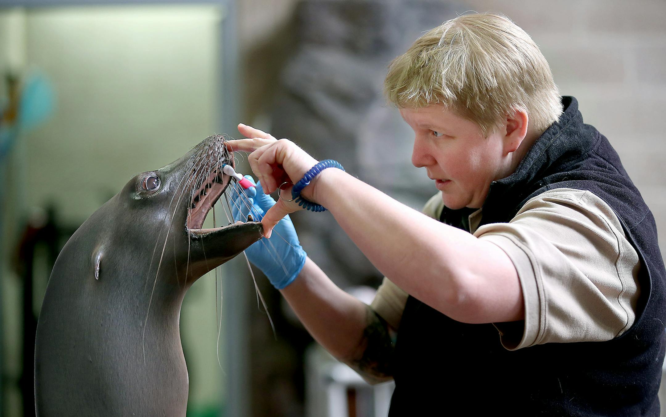 Como Zookeeper Kelley Dinsmore brushed "Subee's" teeth during a training session, at the zoo, Thursday, March 10, 2016 in St. Paul, MN. A new study of the economic impact of Como Park Zoo and Conservatory shows that the free zoo, its visitors and its employees pump more than $162 million a year into the Minnesota economy. Zoo officials hope the information helps persuade the Legislature to approve Como's $14.5 million bonding request for a new seals and sea lions exhibit. "The message is that Co