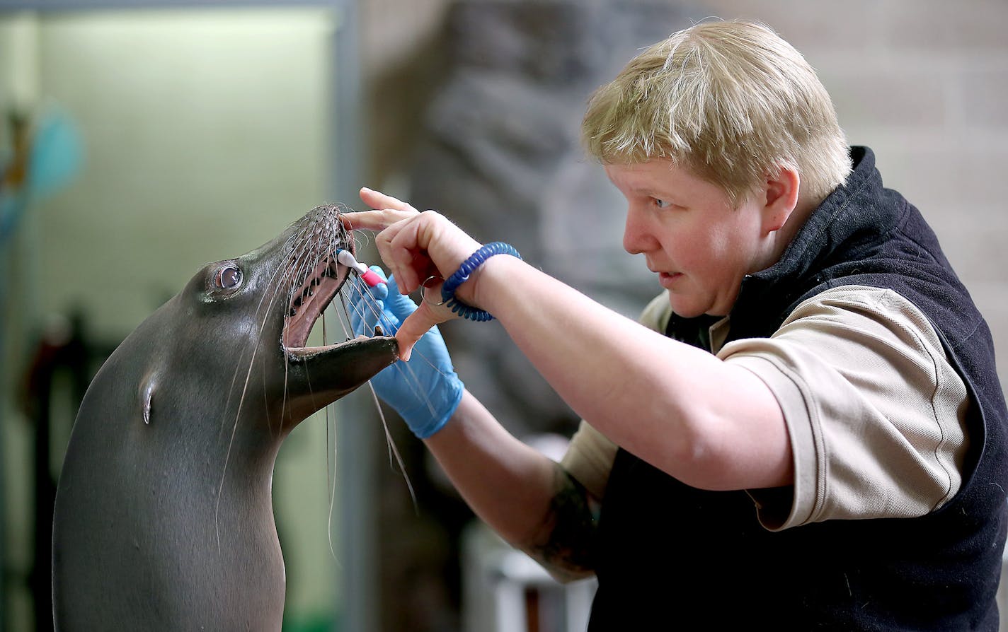 Como Zookeeper Kelley Dinsmore brushed "Subee's" teeth during a training session, at the zoo, Thursday, March 10, 2016 in St. Paul, MN. A new study of the economic impact of Como Park Zoo and Conservatory shows that the free zoo, its visitors and its employees pump more than $162 million a year into the Minnesota economy. Zoo officials hope the information helps persuade the Legislature to approve Como's $14.5 million bonding request for a new seals and sea lions exhibit. "The message is that Co